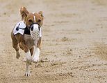 Basenji KSM Muenster 2014 (1021)